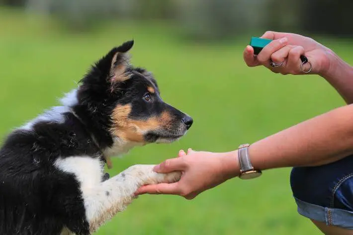 Perro entrenando con clicker