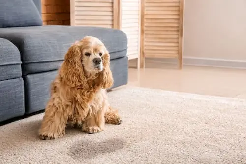 perro que se hace pis o caca en casa