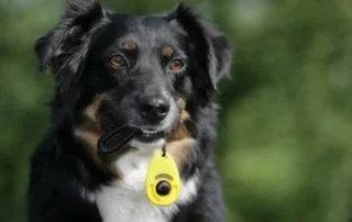 mitos del adiestramiento canino con clicker