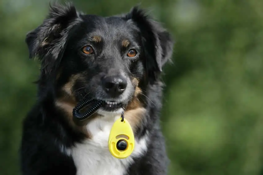 mitos del adiestramiento canino con clicker
