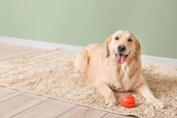 perro en alfombra