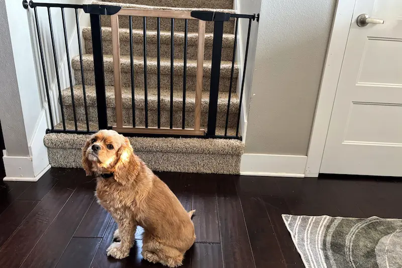 puerta de bebe usada para perros