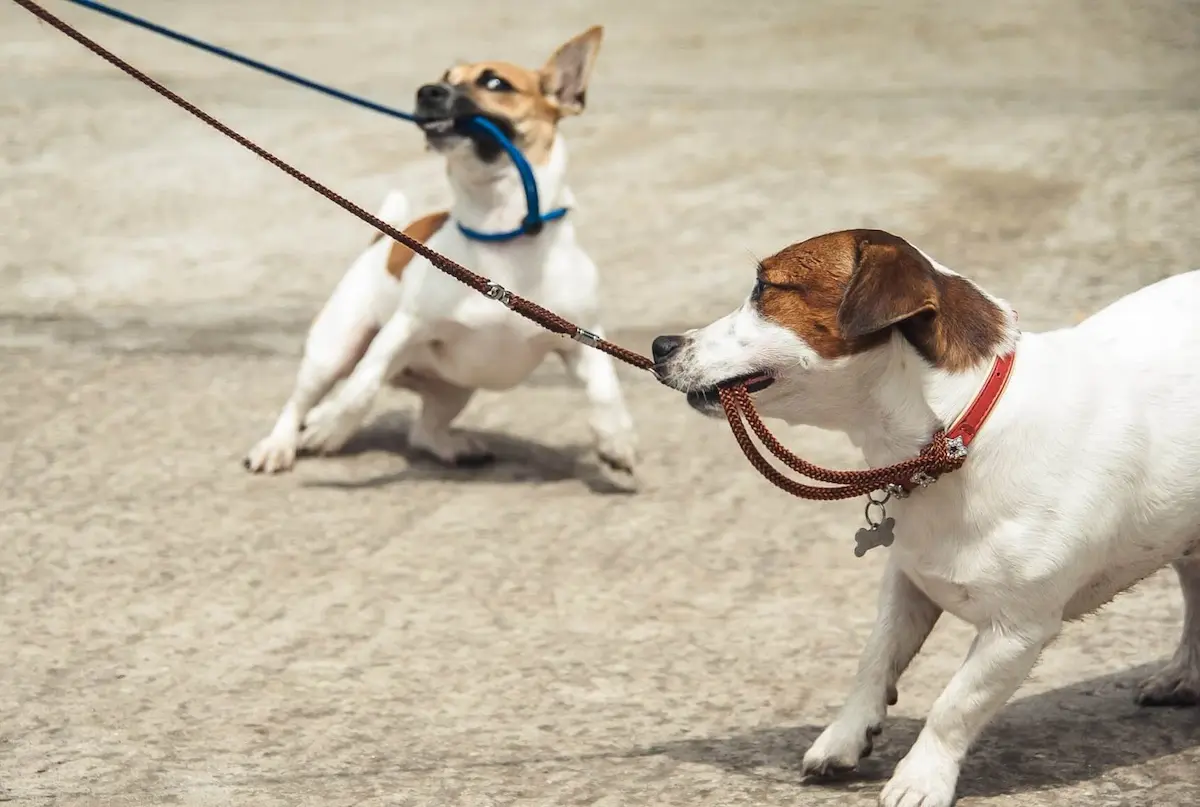 perro desobediente mordiendo la correa