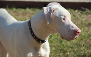 cómo comunicarse con un perro sordo