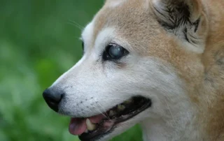 perro ciego