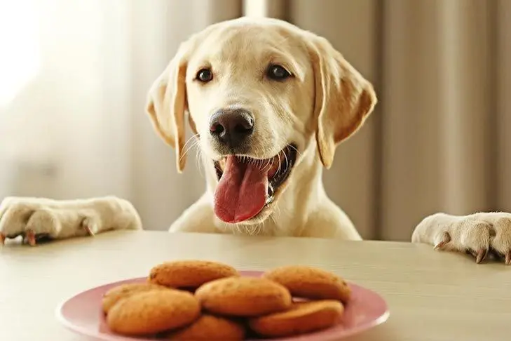 cachorro pedir comida en la mesa