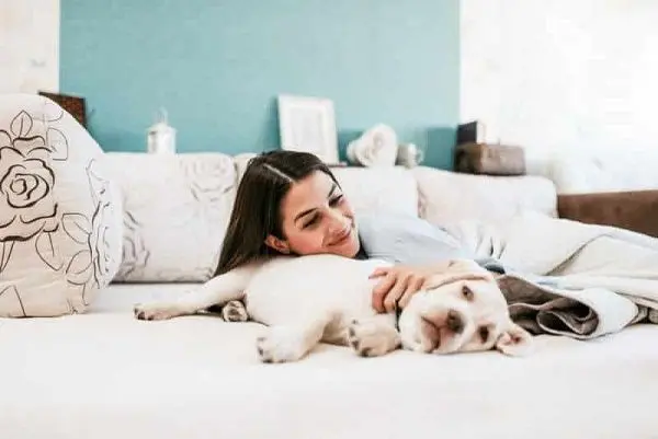 cachorro subido al sofá