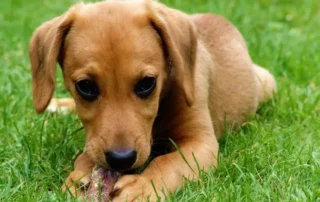 educar a un cachorro poniendo límites