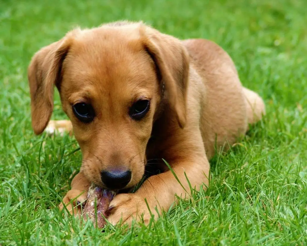 educar a un cachorro poniendo límites