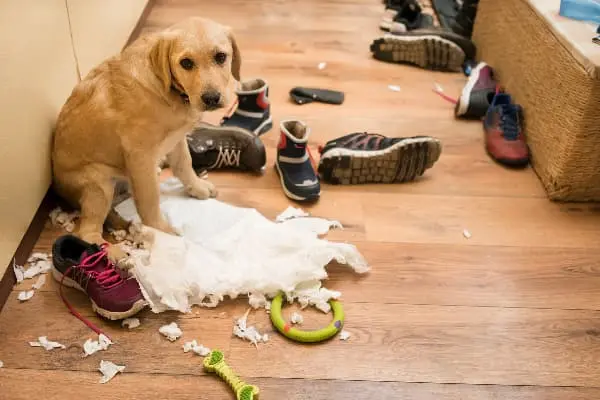 perro que destroza cosas en casa