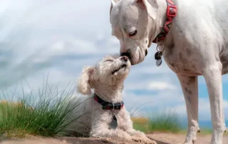 perros saludándose con buen lenguaje