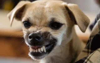 mi perro me gruñe