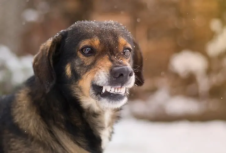 mi perro me gruñe y no se qué hacer