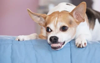 perro que muerde a niños