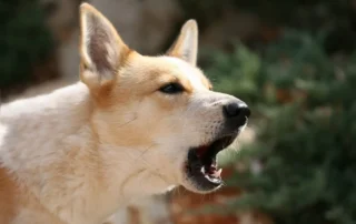 qué significan los ladridos de un perro