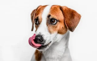 señales de calma en la comunicación entre perros y humanos