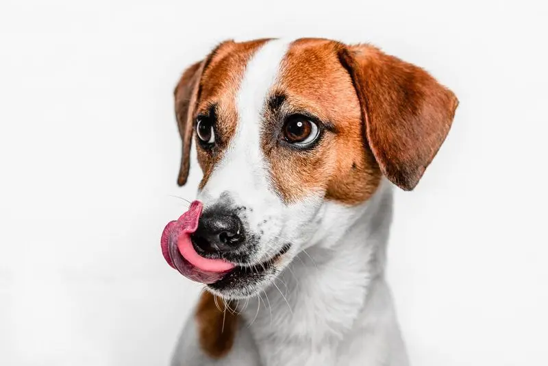 señales de calma en la comunicación entre perros y humanos