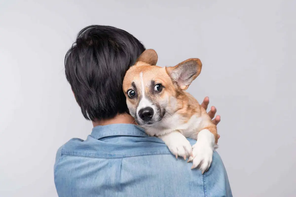 percibir el estrés en tu perro