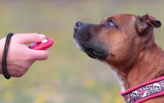 adiestramiento de perro con clicker