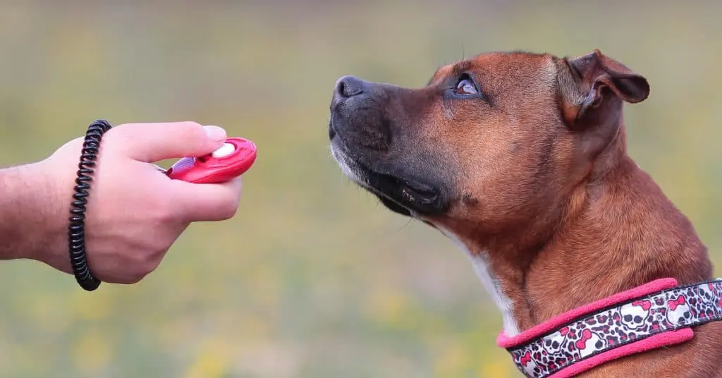 adiestramiento de perro con clicker