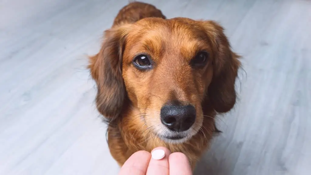 consejos y trucos para dueños de perros