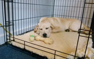como positivizar una jaula para perros