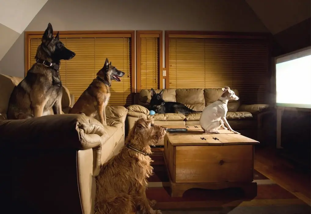 películas de perros