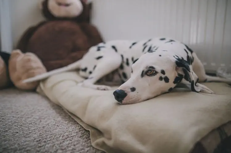 perro recién llegado a casa