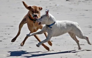 bullying en perros