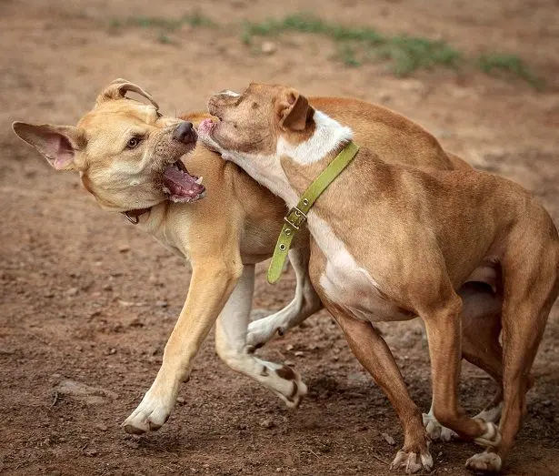 perro jugando muy fuerte