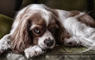 secuelas de la ansiedad por separación en perros