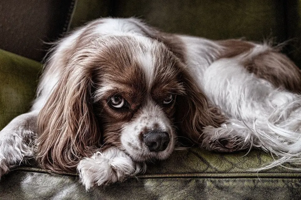 secuelas de la ansiedad por separación en perros