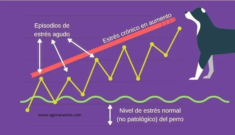 estrés agudo vs crónico en perros