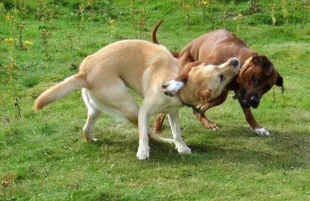 perro jugando fuerte y acosando a otro perro