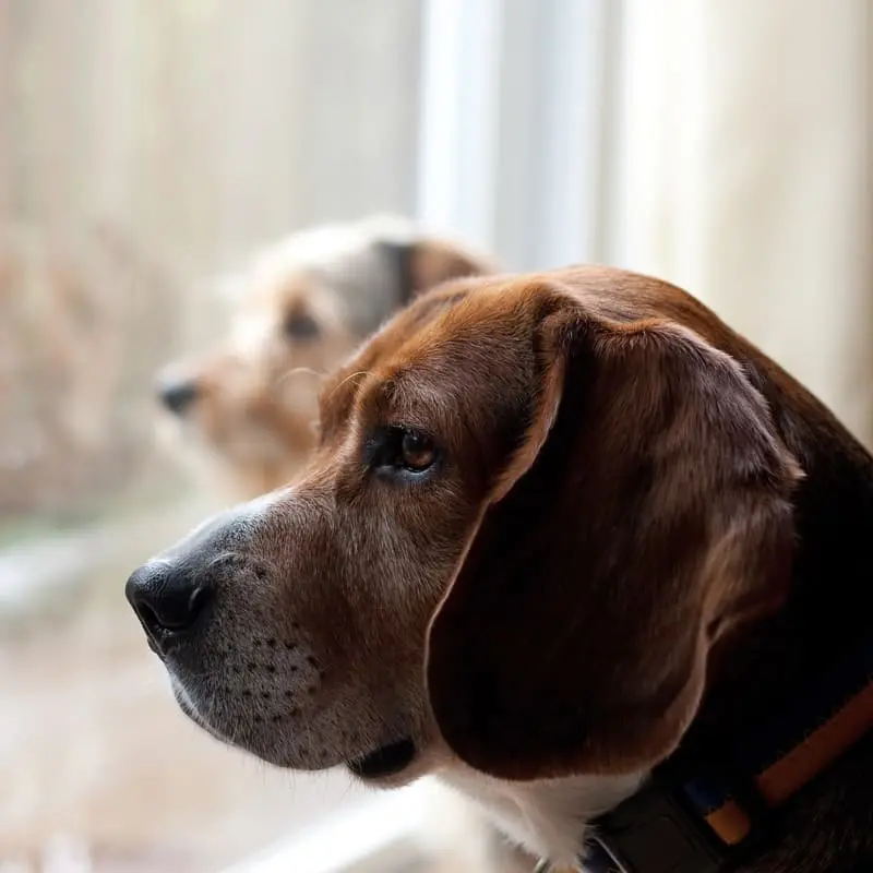 tener un segundo perro no cura la ansiedad por separación