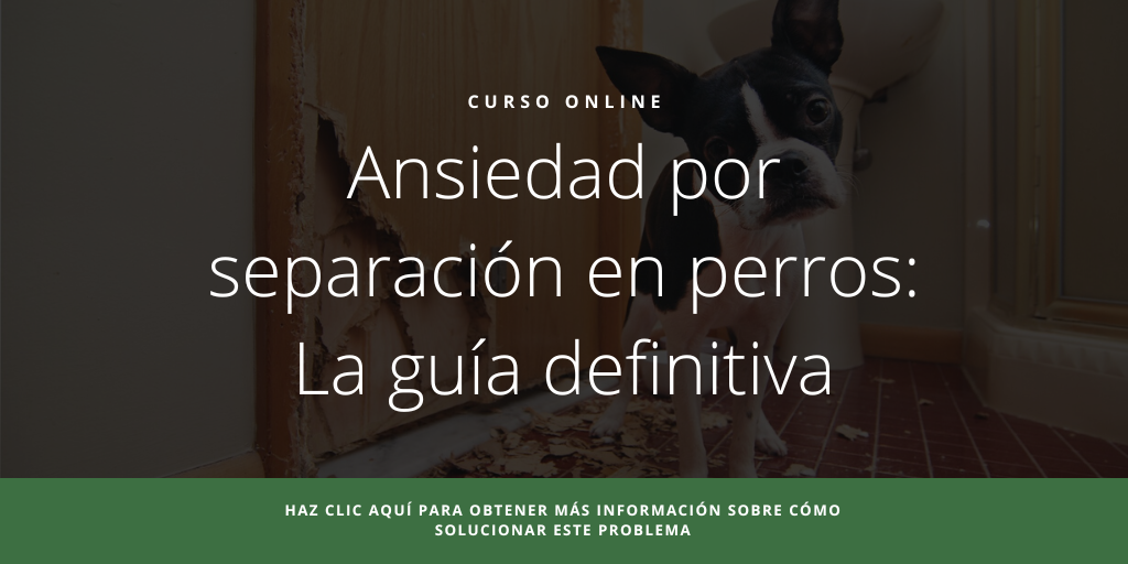Curso Online Ansiedad por separación en perros