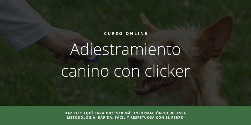 Curso Online Adiestramiento Canino con clicker