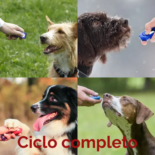 Curso online adiestramiento canino completo