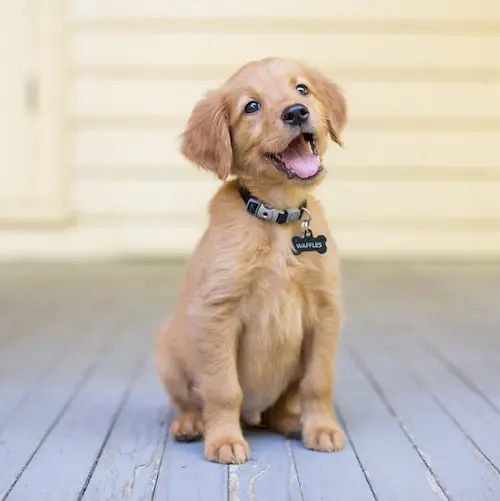 Curso Online el cachorro perfecto