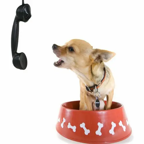 Curso Online Lenguaje Canino