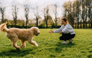 cómo mejorar la llamada de tu perro