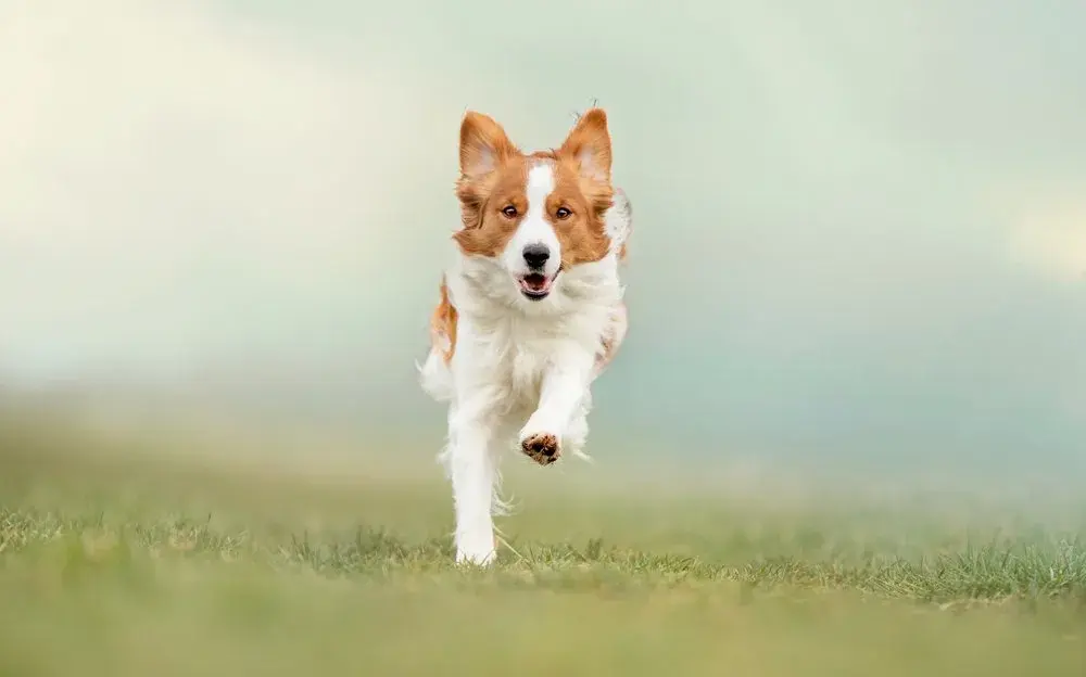 llamada perro