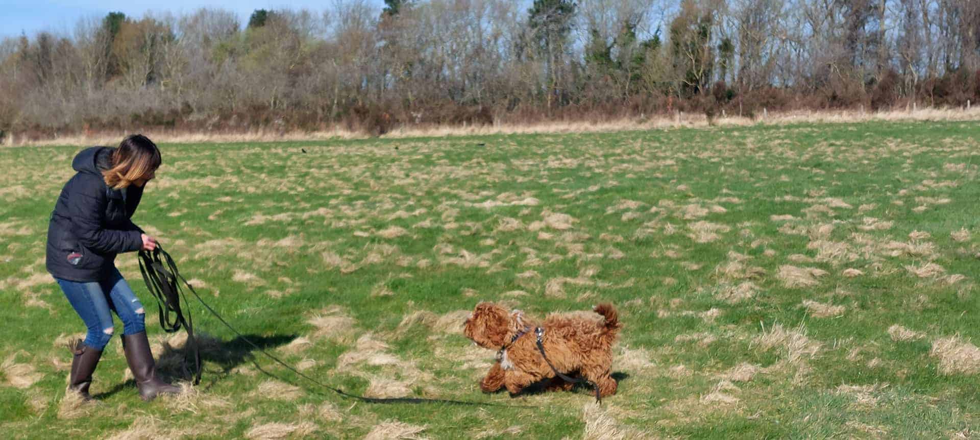 mi perro no viene cuando le llamo