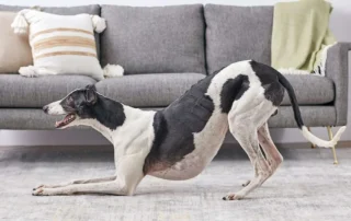 Perro haciendo una reverencia