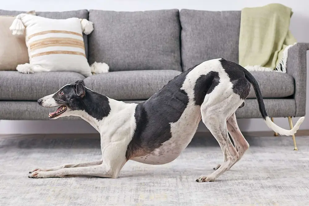 Perro haciendo una reverencia