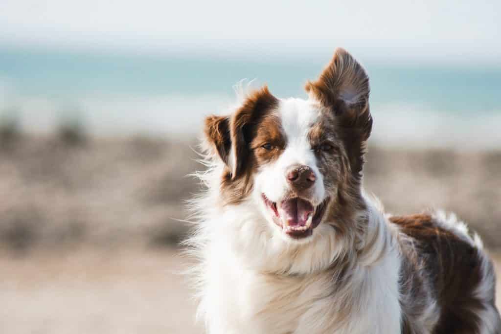 datos y curiosidades sobre perros