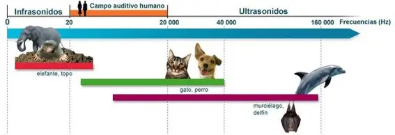 esquema de frecuencias que pueden escuchar los perros
