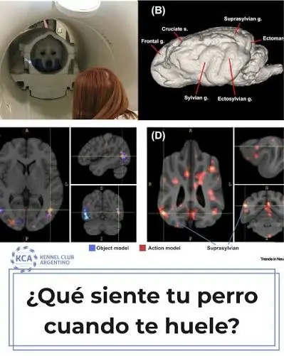 que siente un perro cuando huele