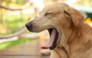Cómo reducir el estrés en perros