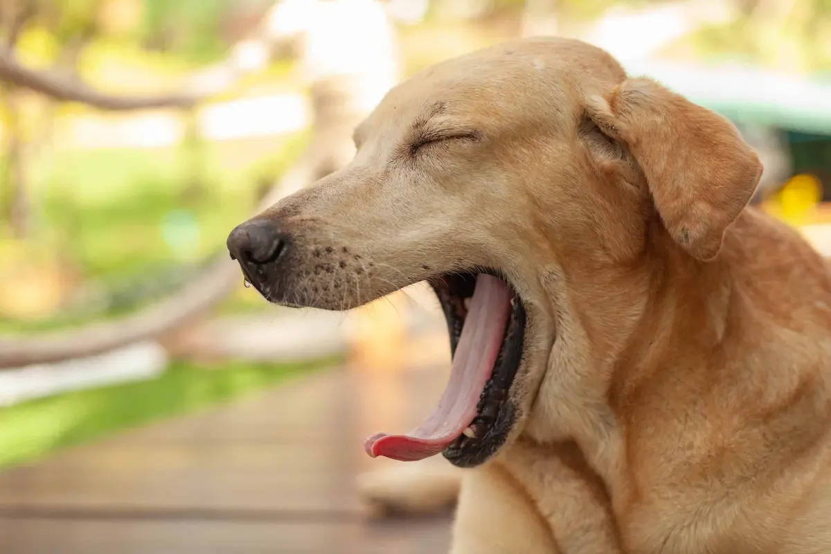 Cómo reducir el estrés en perros